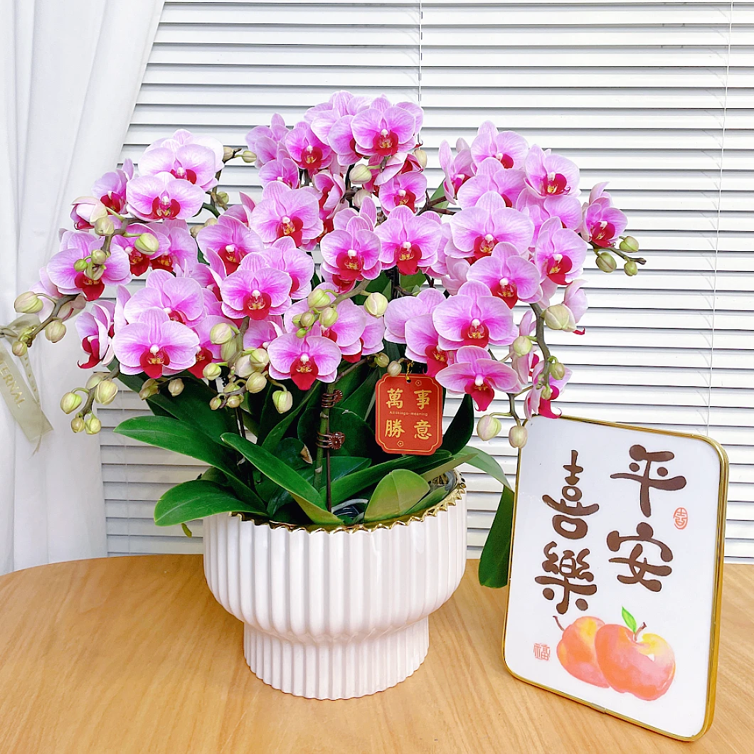 【宝贝-蝴蝶兰】鲜花绿植盆栽 室内观赏花 送礼家居装年宵花