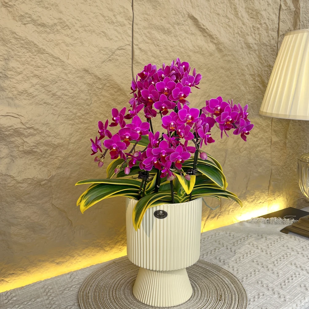 蝴蝶兰-【金边蔓越莓】 鲜花 易养花期长