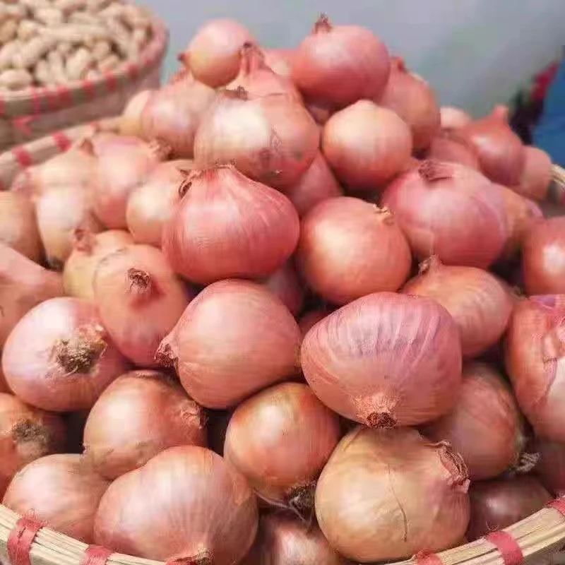 【小七帮买】东北早市新鲜毛葱3斤鬼子葱辛辣