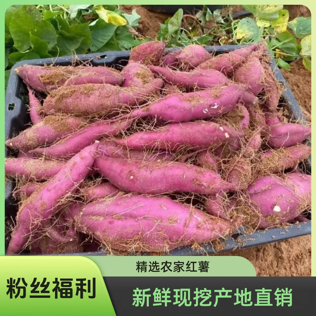 拇指当季2025新鲜现挖板栗红薯正宗桥头富硒地瓜粉糯香甜产地直发