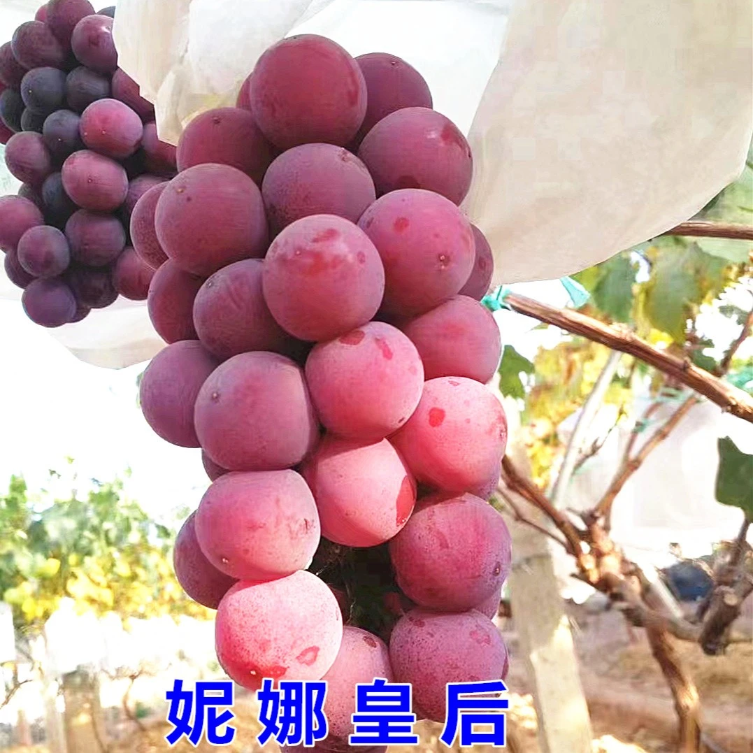 妮娜+皇后花卉盆景园艺