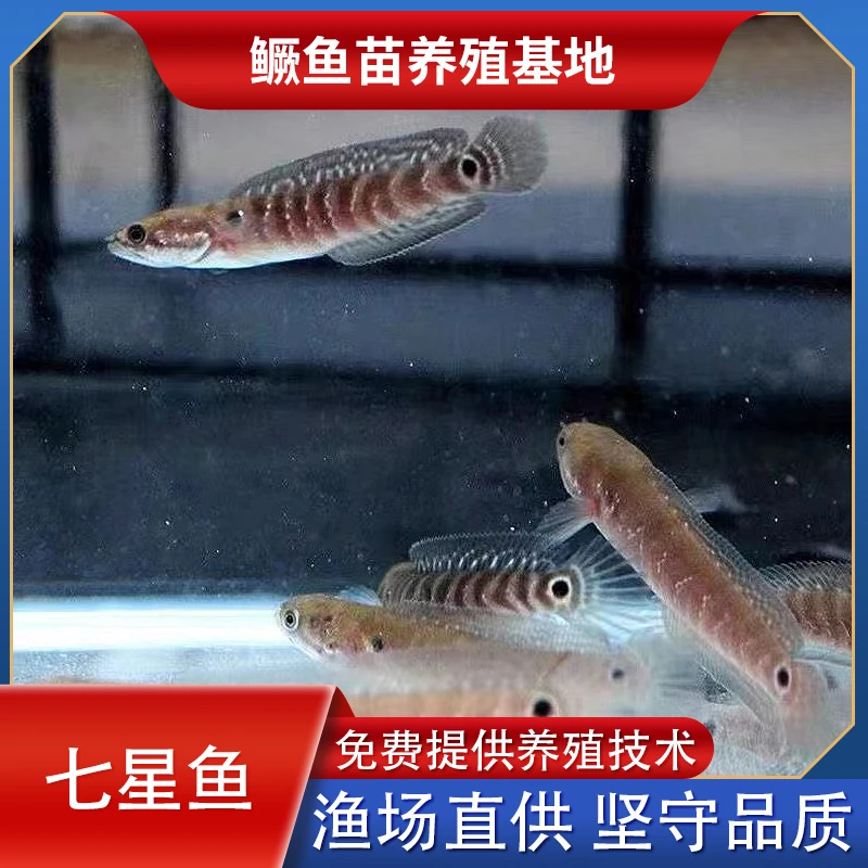 广东山花斑点鱼七星雷龙鱼形自然渔场直供精选鲜活小鱼