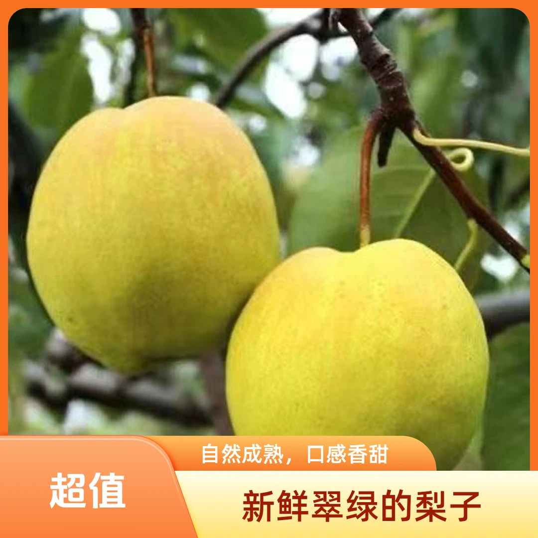 山西阳泉平定富硒玉露香梨新鲜皮薄汁水甘甜香甜爽口