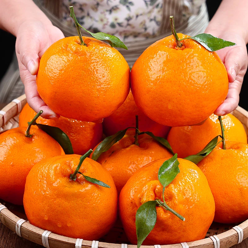 【现摘现发】正宗四川春见耙耙柑粑粑柑皮薄香甜多汁现货现发3/8斤