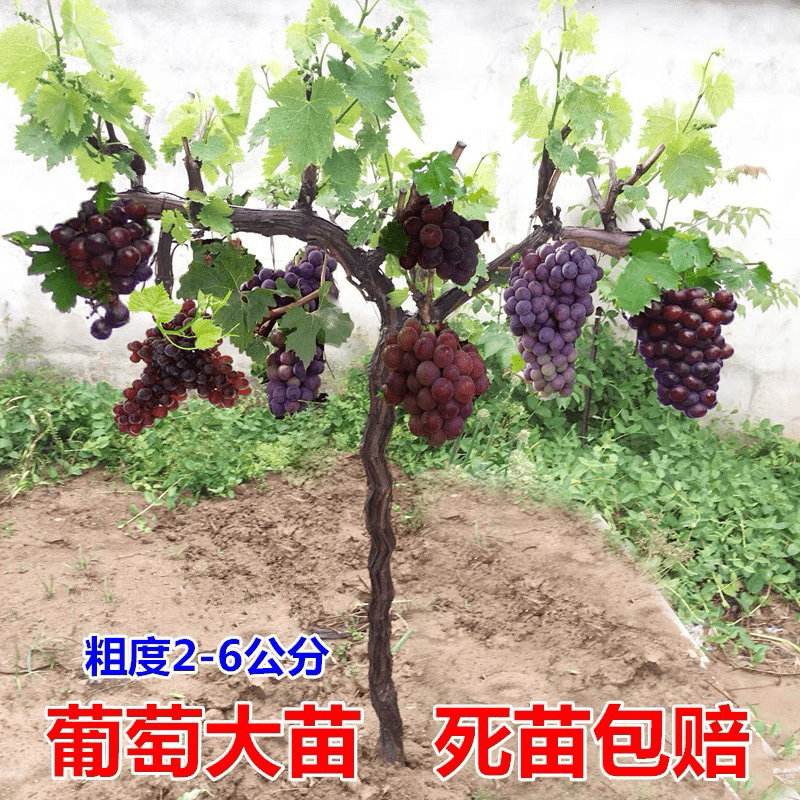 葡萄苖阳光玫瑰蓝宝石盆栽庭院爬藤南方北方种植巨峰无籽葡萄树苗