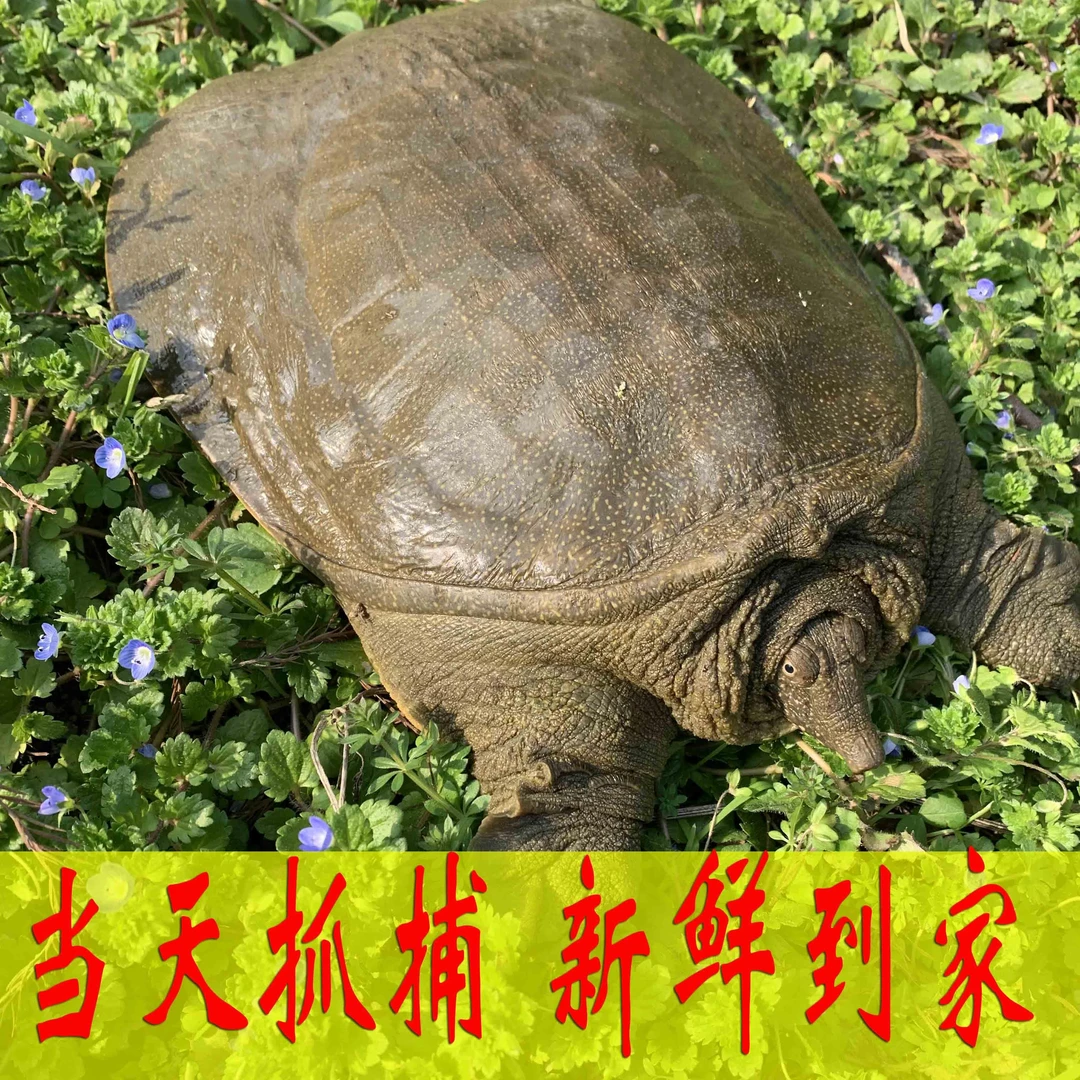 鲜活食用母大甲鱼活体水鱼中鳖华团鱼王八乌龟卤味麻辣小甲鱼苗小