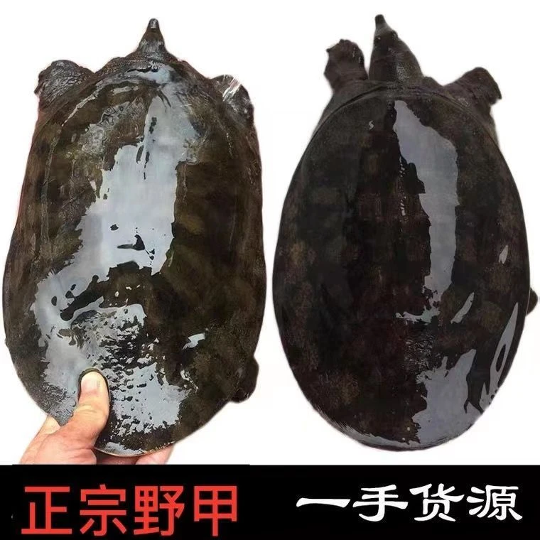 外塘放养大甲鱼中华老鳖王八水鱼鲜活团鱼食用小甲鱼水产生鲜