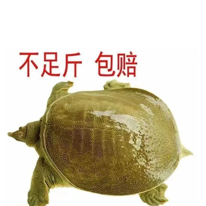 鲜活食用大甲鱼公活体水鱼中鳖华团鱼王八乌龟卤味麻辣小甲鱼苗小