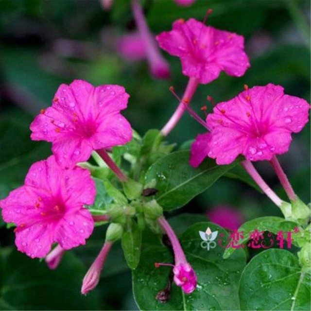 【夜来香】夜来香紫茉莉花易种花卉+夜里香的花地雷花+粉豆花胭脂花