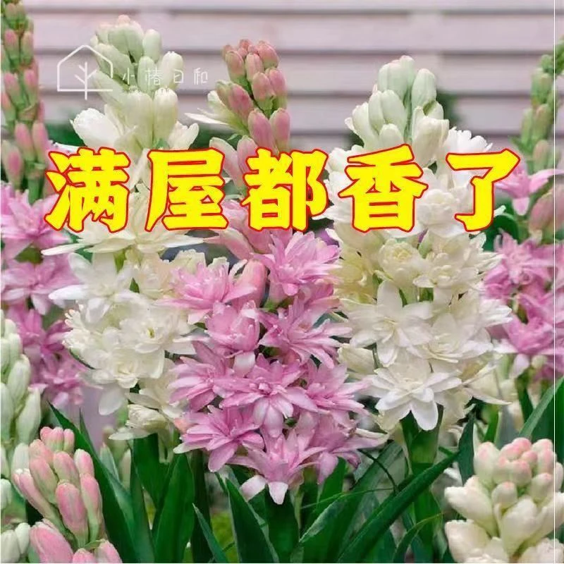 晚香玉种球多头带母球夜来香浓香型多年生花卉植物春季栽种耐热
