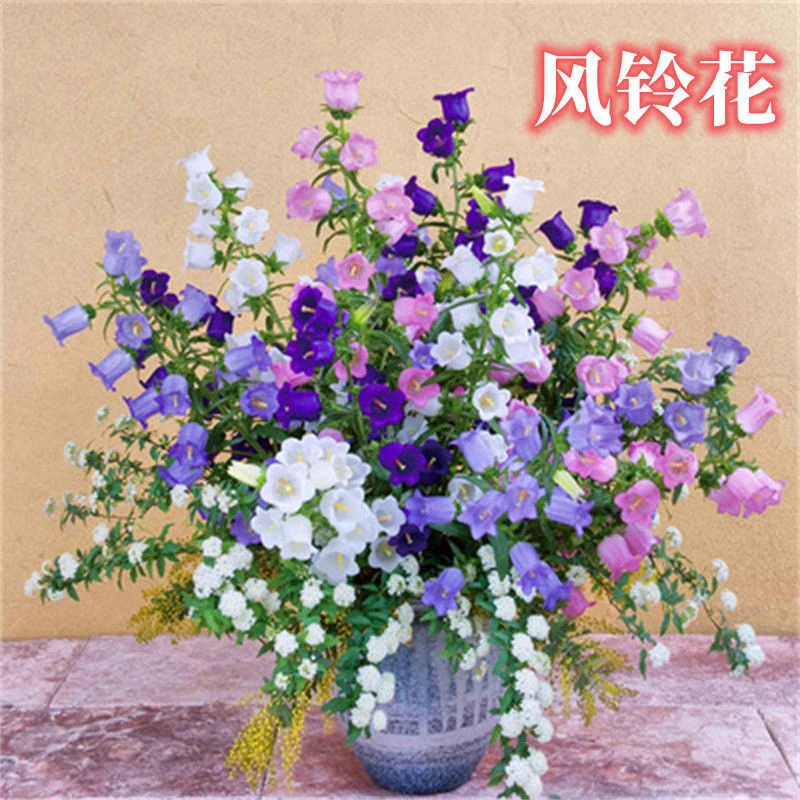 风铃草花种夏季春季多年生铃兰花盆栽花种子四季开花易活花籽