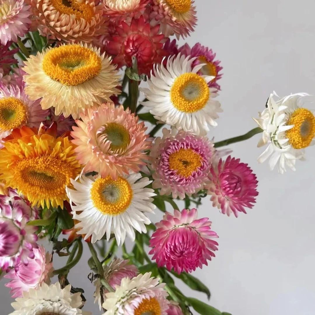 麦秆菊种子庭院花卉阳台切花四季播种开花腊菊干花菊盆栽花种籽子