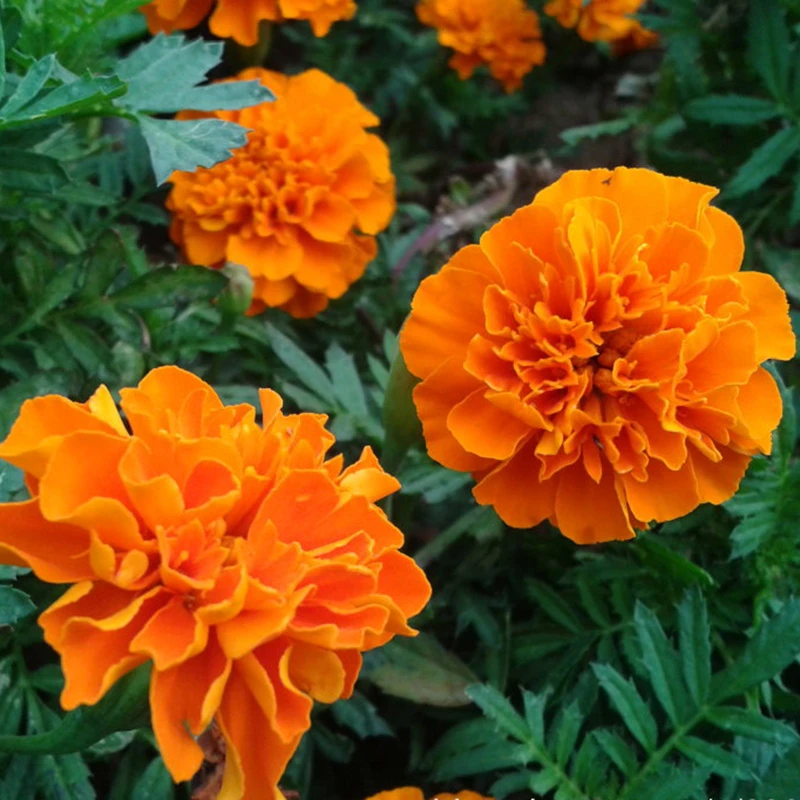 孔雀草种子耐寒秋播花卉植物盆栽景观工程园林花海花草花种子花籽