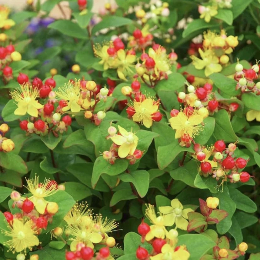 火龙珠相思豆花期长 耐高温暴晒常绿花灌木阳台庭院直立绿植盆栽