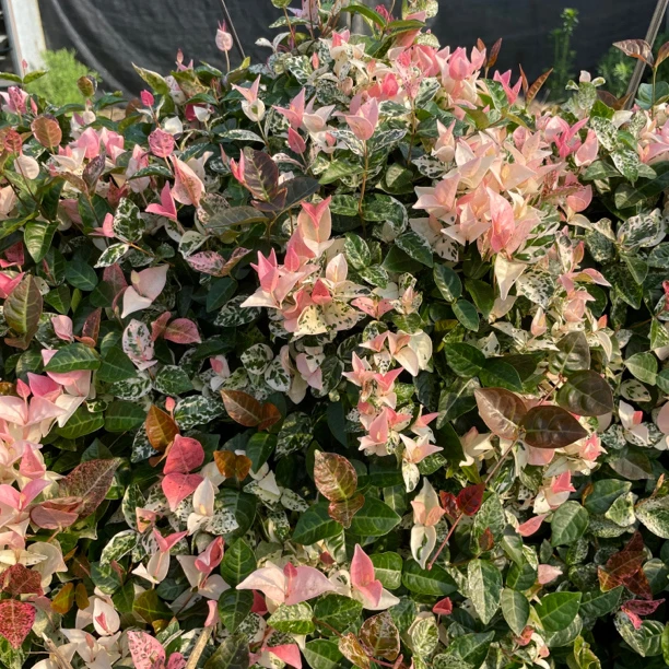 花叶络石盆栽 耐寒耐热植物