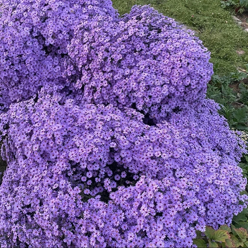 荷兰菊小卡罗盆栽花期长庭院地栽阳台花卉开花机器