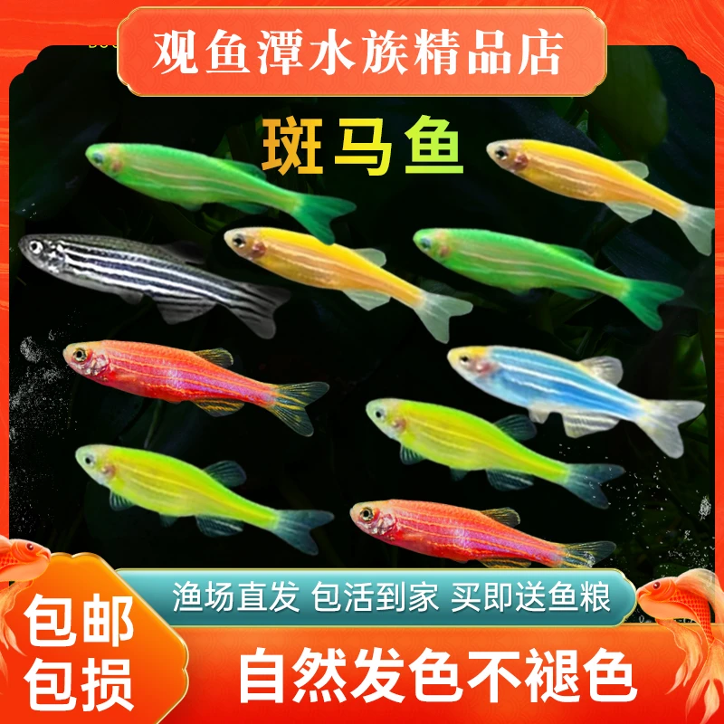 热带观赏鱼荧光小型饲养冷水鱼斑马鱼淡水好养包损小鱼观赏鱼
