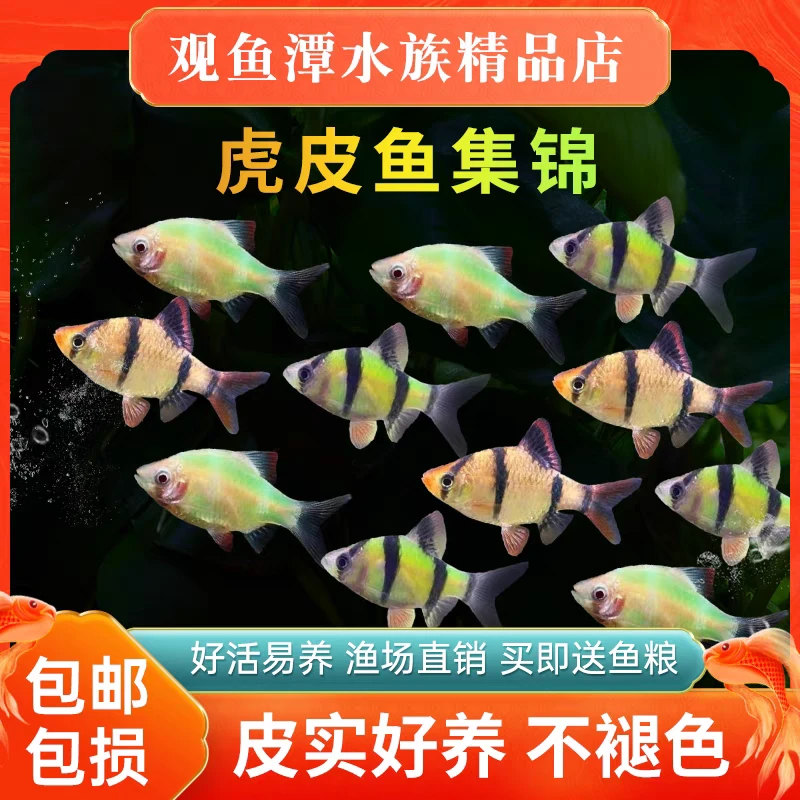 虎皮鱼青苹果虎皮翡翠绿虎皮热带鱼观赏鱼小型宠物鱼好养耐活