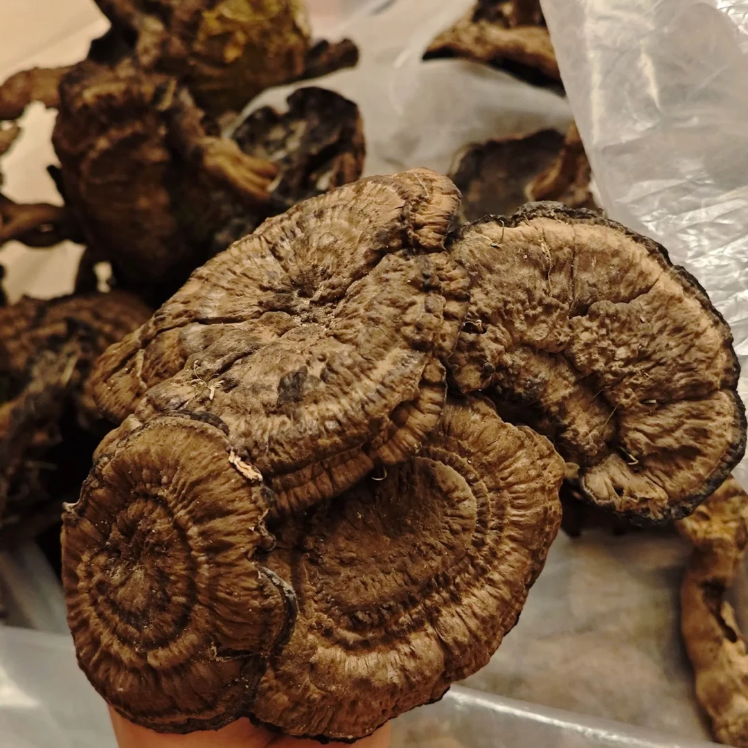 伊桦食养 整棵桖灵芝500g/包