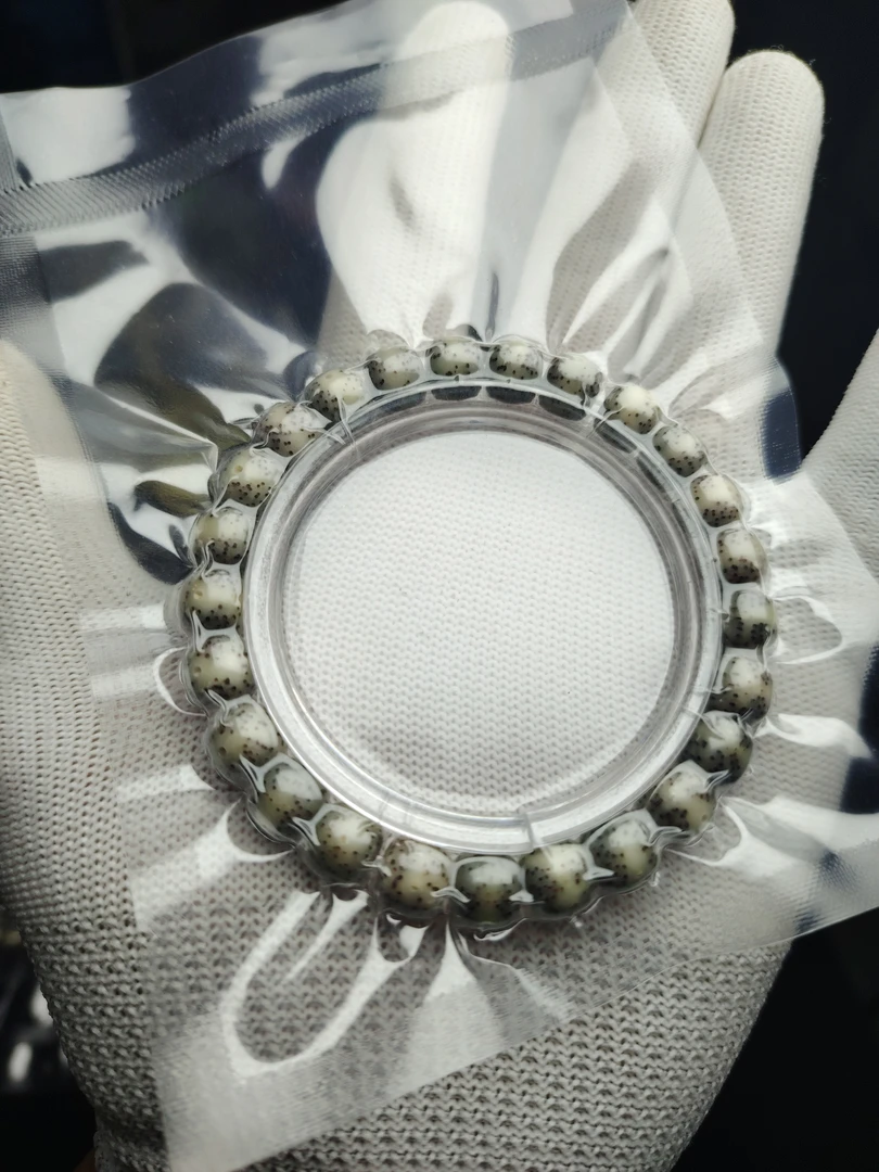 糯冰料星月菩提小尺寸