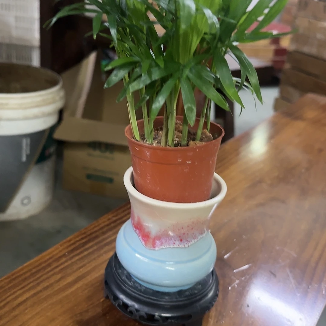 红陶20CM以下椰子树
