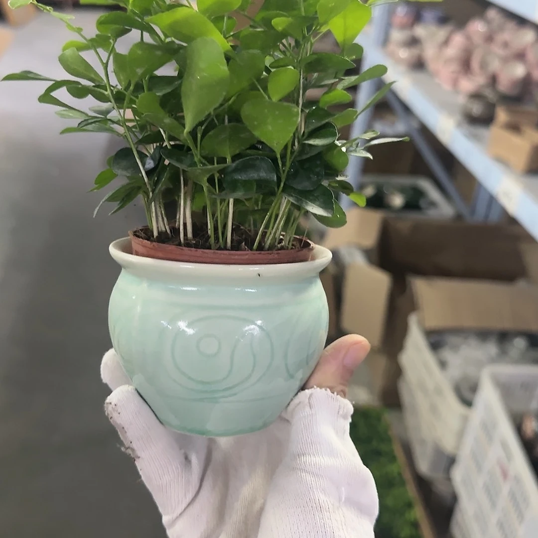 红陶20CM以下九里香