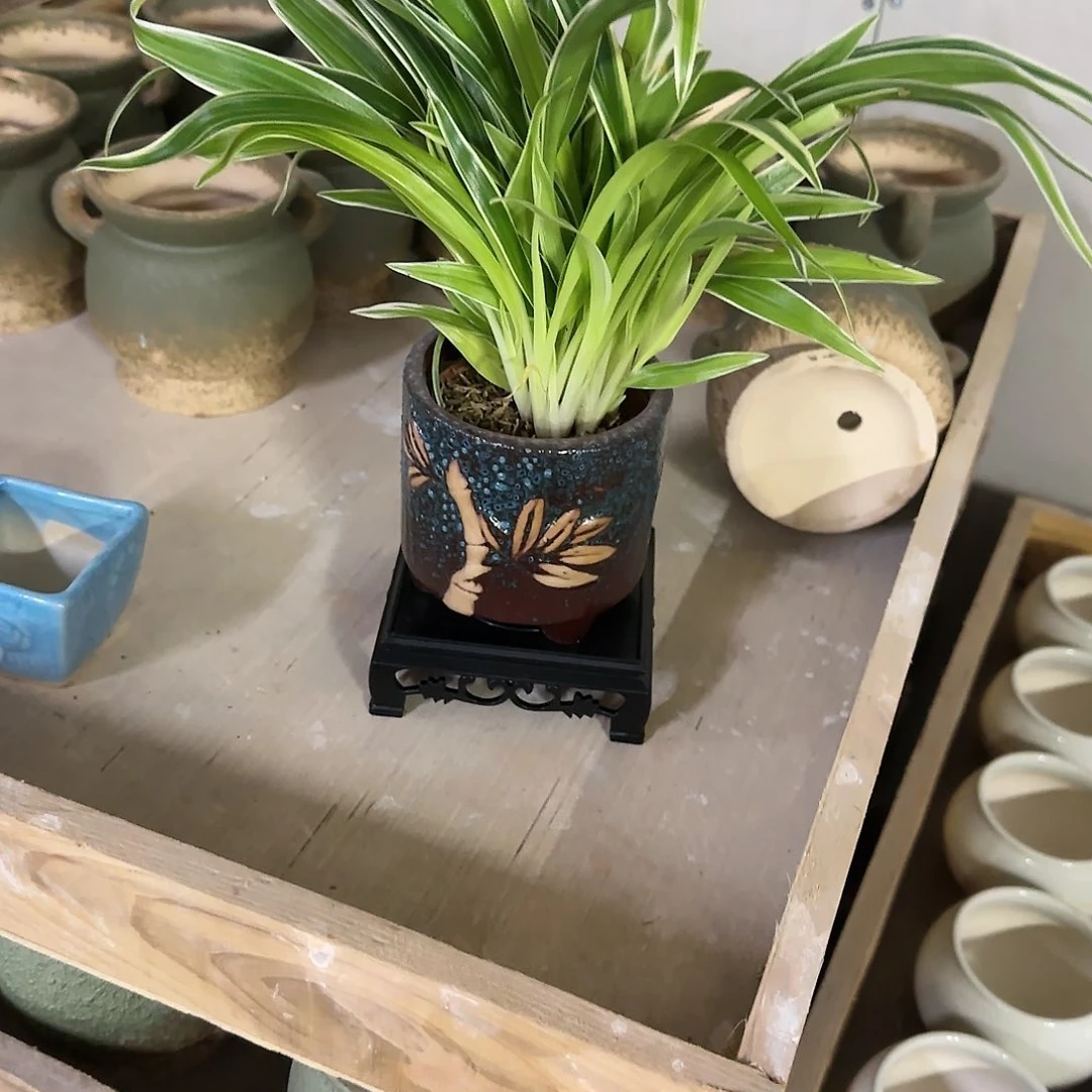 红陶20CM以下金边吊兰