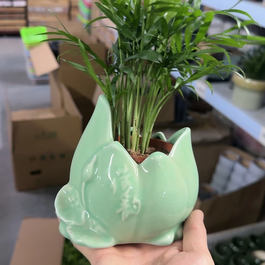 红陶20CM以下椰子树