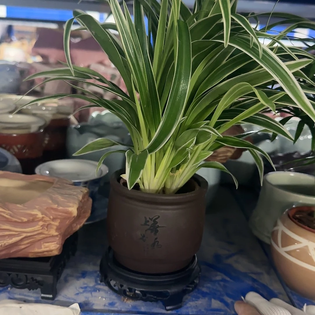 红陶20CM以下金边吊兰