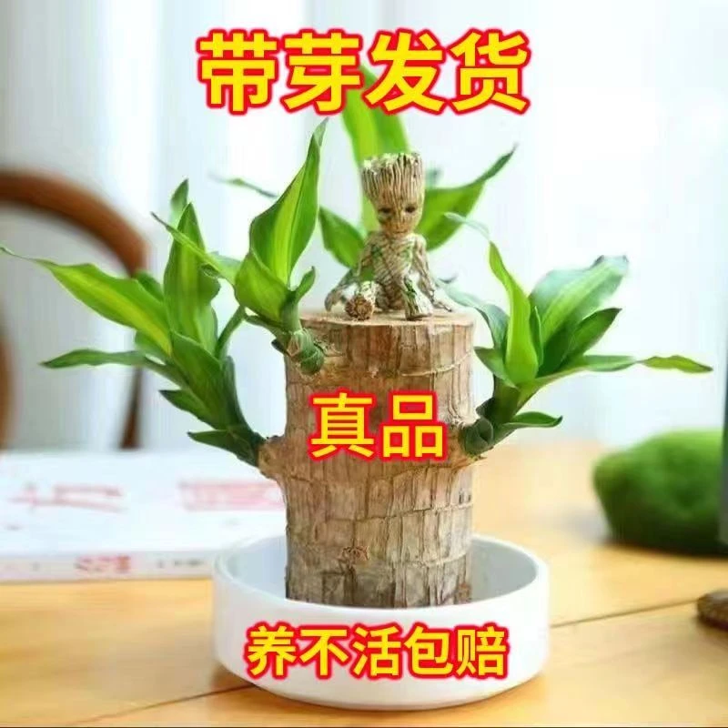 抢！【带芽发】巴西木幸运木开花水养开花室内好养活懒人花卉绿植