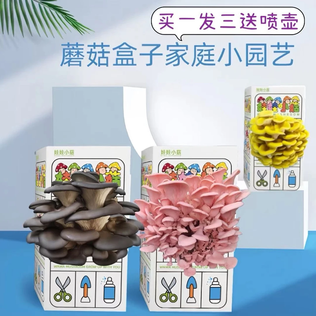 【买1发3不出菇包赔】蘑菇种植盒学生植物生长观察日记科学小实验