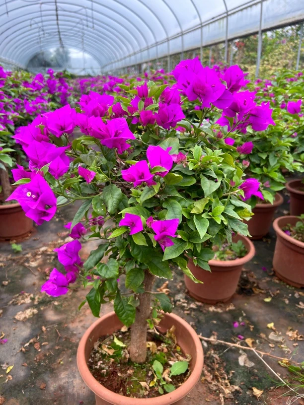 运输途中落花落叶属正常现象介意勿拍，护心土球发货云南紫48.8