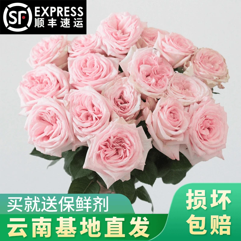 新鲜鲜花玫瑰花云南基地直发【任意3件起包邮】