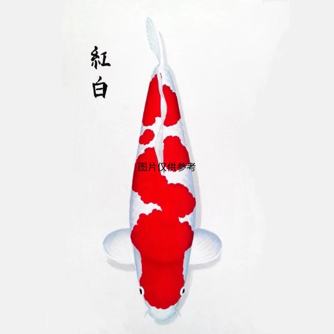 红白三色昭和德系锦鲤荷包鲤包邮包损收到录开箱视频无视频不售后