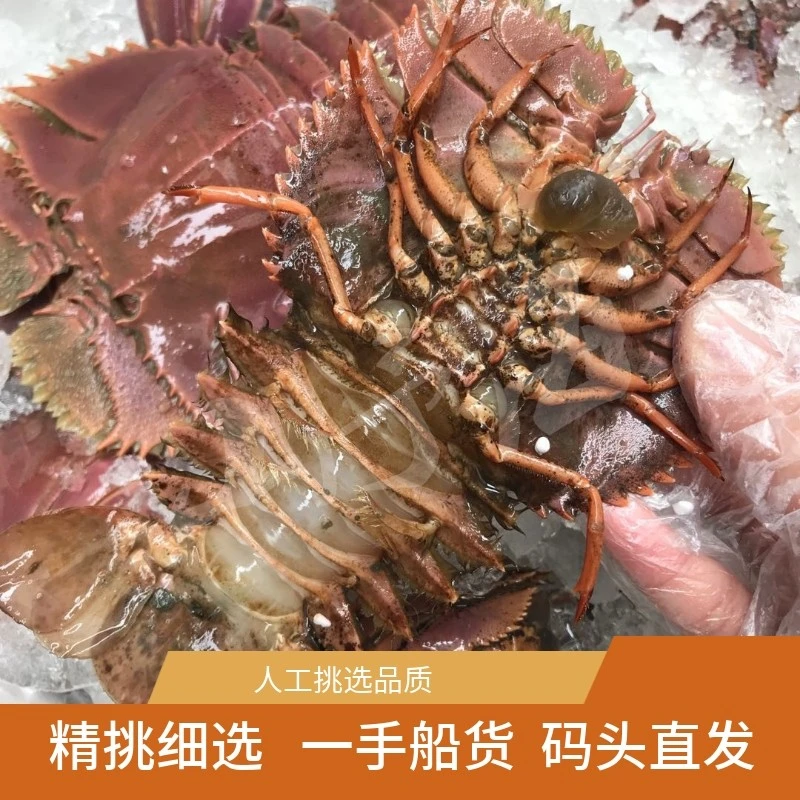 福建东海 琵琶虾 九尺扇虾 1500g 顺丰包邮深海速冻