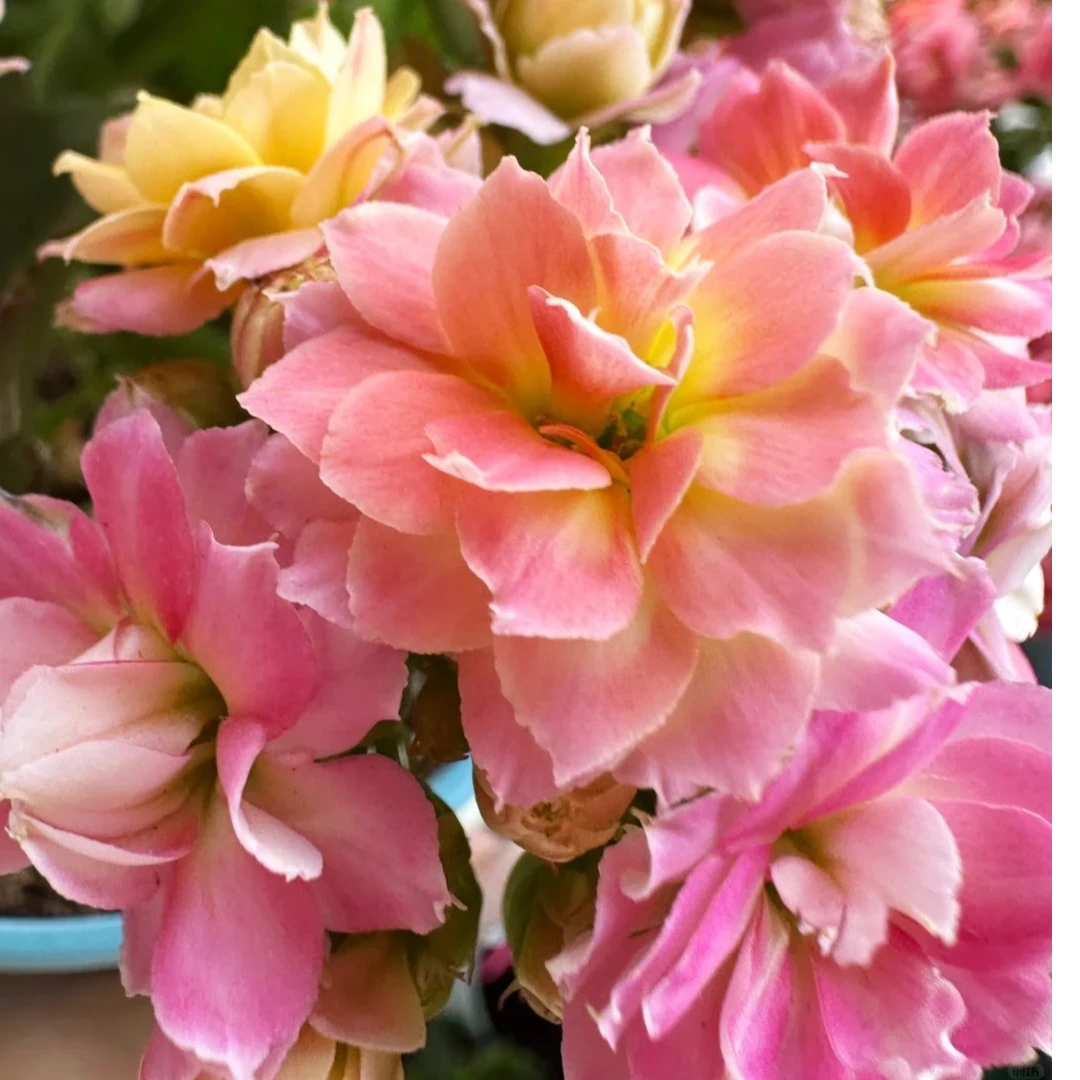 （七彩毛绒130盆）基地直发长寿  稀有大花品种  室内懒人花