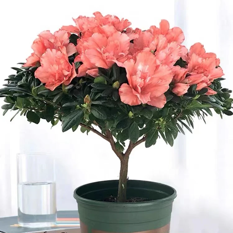 樱桃红杜鹃花盆栽，中国四大名花之一室内室外易养活