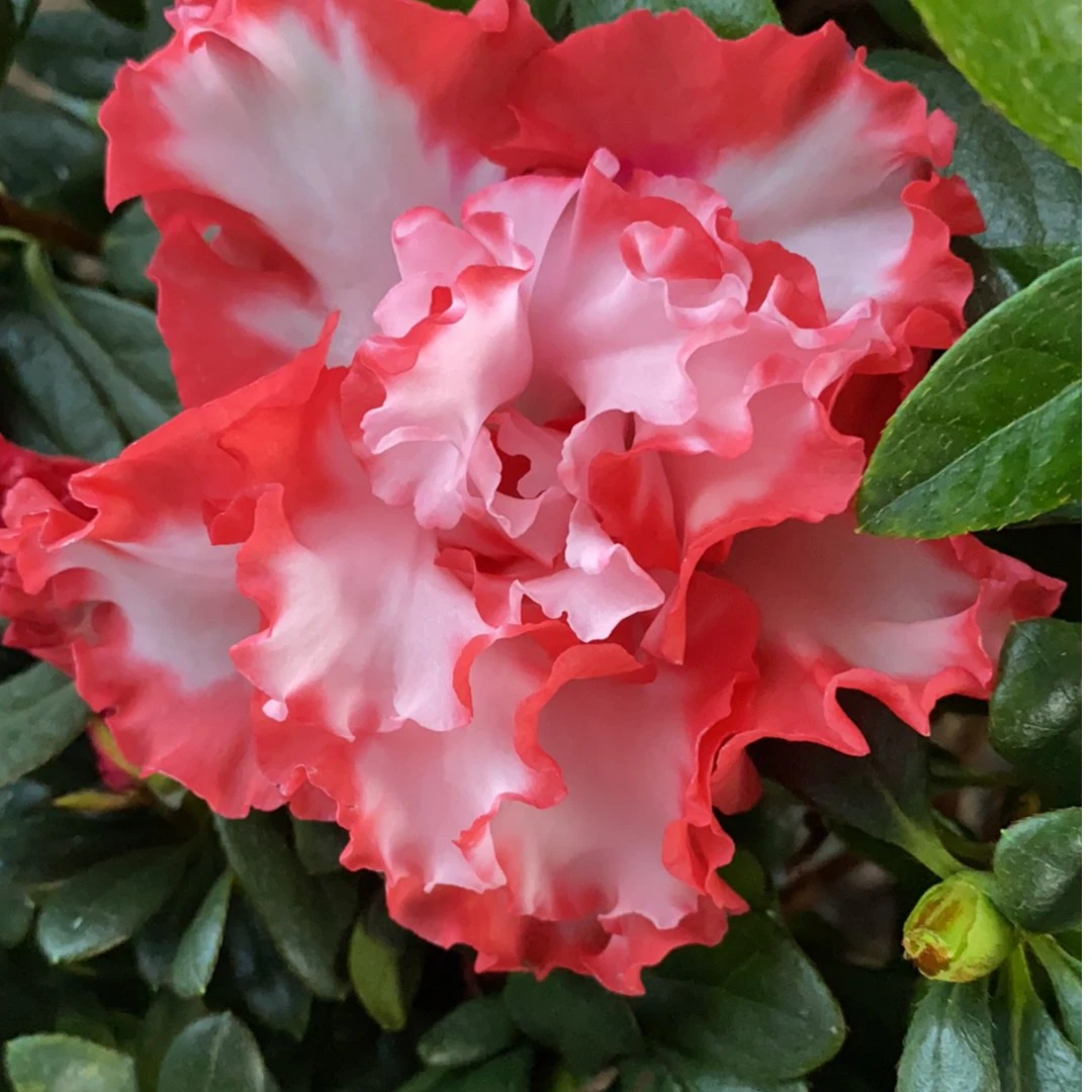 进口红双喜杜鹃花四季品种.室内室外容易养活。