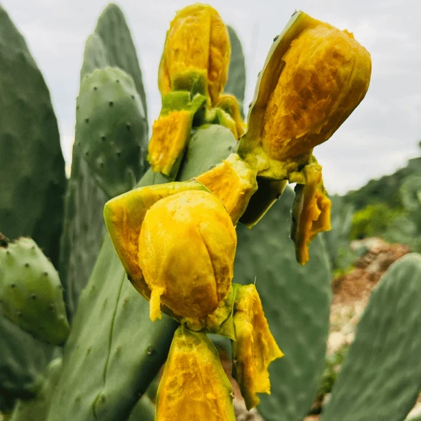 摩西哥黄大果仙人掌食用仙人掌精选精选鲜活食用种植颜色一片装