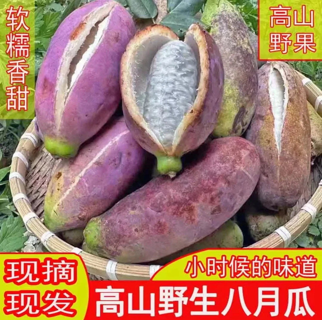 贵州高山新鲜八月瓜软糯可口现摘现发当季八月瓜