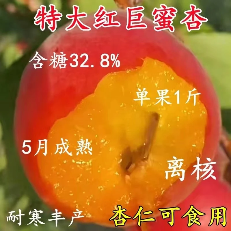 新品种特大红巨蜜杏树苗嫁接早熟杏树苗甜杏仁南北方种盆栽地栽