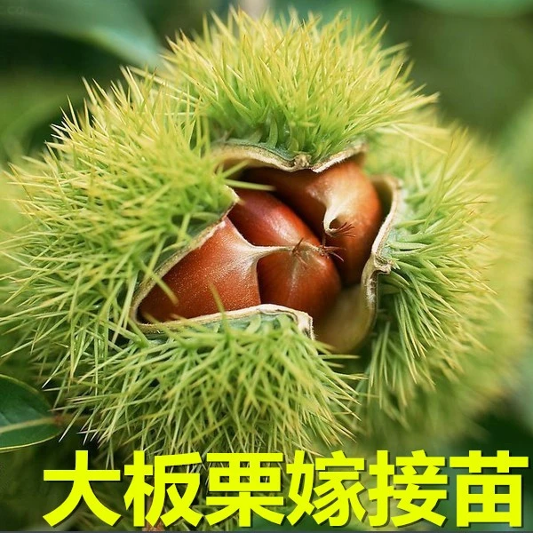 嫁接板栗树苗大红袍迁西板栗树苗南北方盆栽地栽 3年苗买一送一