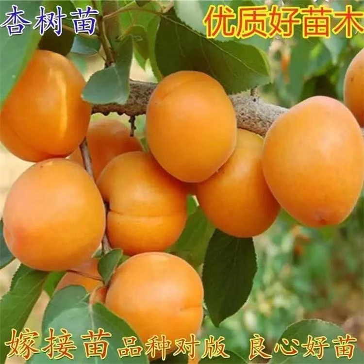 买一送一杏子树苗嫁接帝王杏树苗金太阳杏巨蜜王杏树苗南北方种植