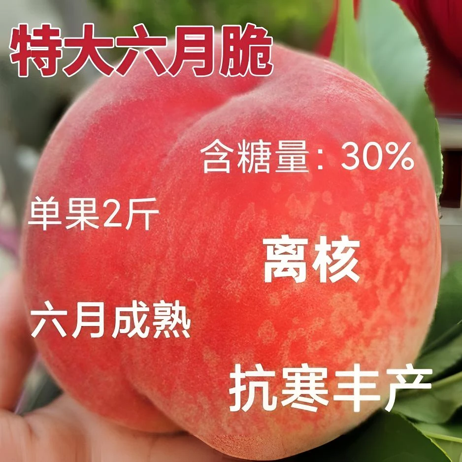 新品种特大六月桃树苗嫁接早熟桃树苗南北方盆栽地栽种植当年结果