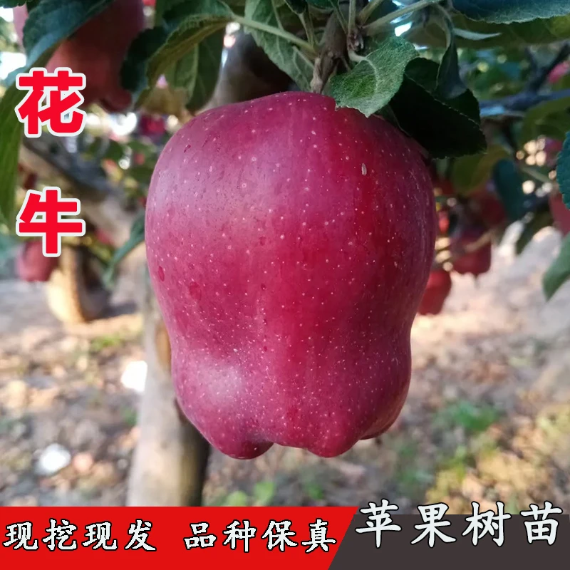 3年苗买一送一新品种花牛苹果树苗粉面蛇果苹果苗南北方盆栽地栽