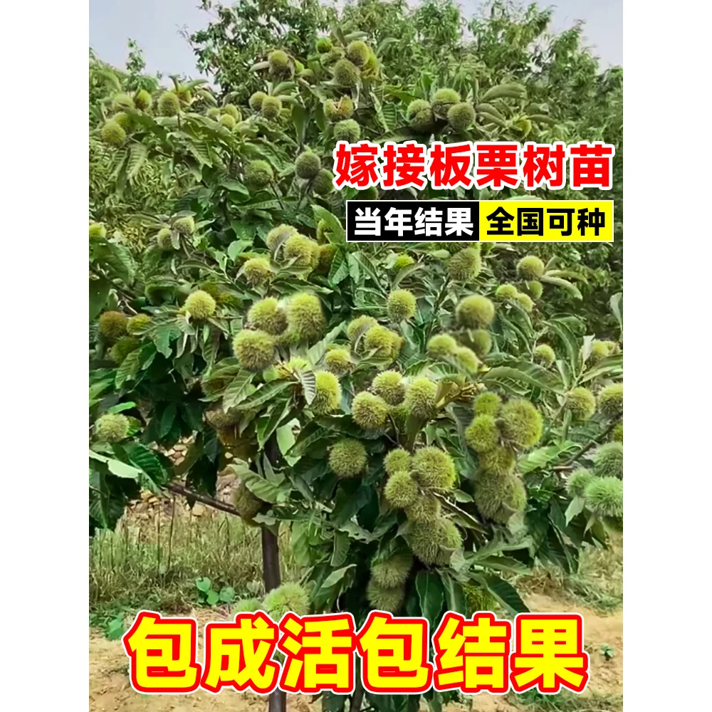 3年苗买一送一特大油板栗树苗嫁接承德板栗树苗南北盆栽地栽种植