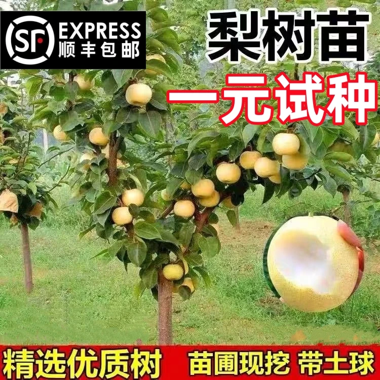 梨树果苗嫁接苗砀山梨脆甜香梨丰水梨苗庭院盆栽地栽种植当年结果