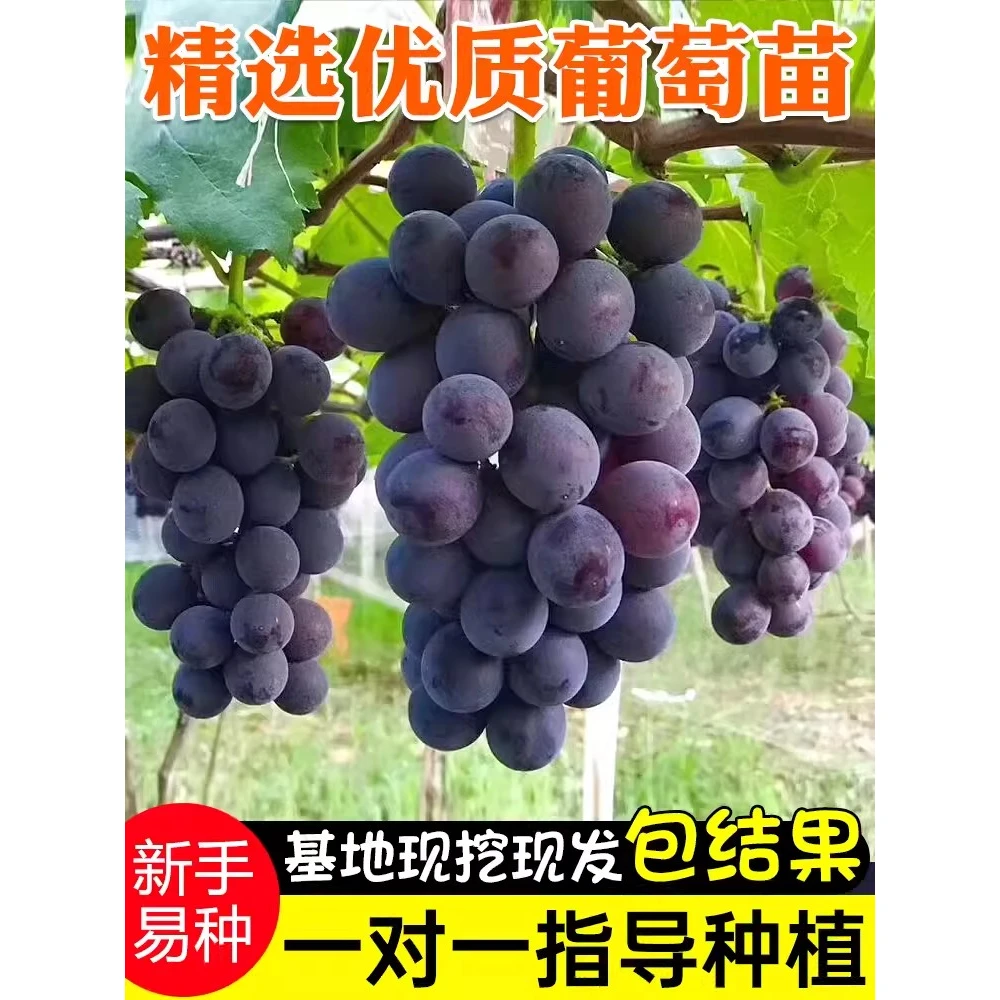 葡萄树苗特大巨峰葡萄苗爬藤阳光玫瑰葡萄树苗北南方种植果树果苗