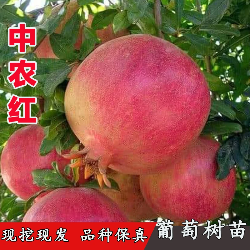 抗冻中农红软籽甜石榴树树苗大果石榴苗盆栽庭院地栽耐寒果树果苗