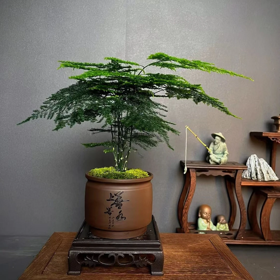 【加团送底座】文竹盆栽绿植室内植物盆景带盆花卉防辐射--真特